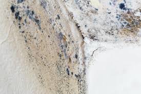 Mold Documentation for Insurance Claims in Sedona, AZ